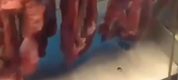 Vídeo: Rato é filmado em açougue de supermercado