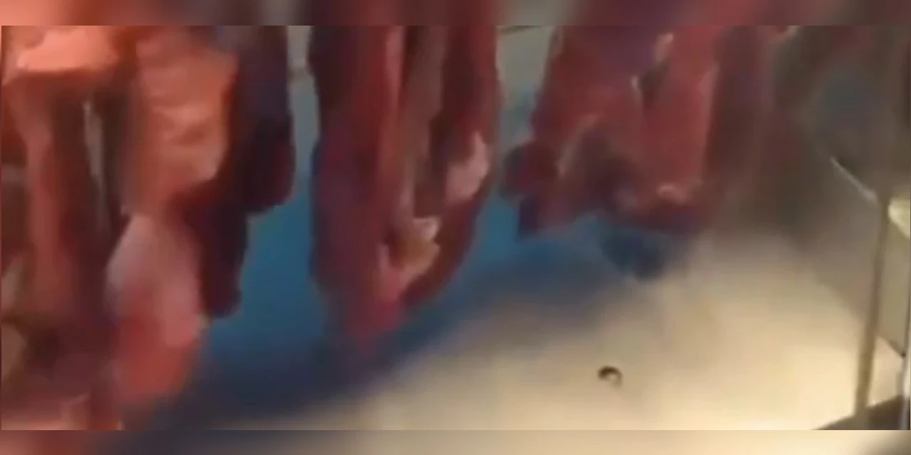 Vídeo: Rato é filmado em açougue de supermercado