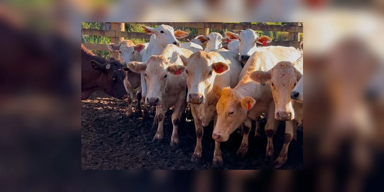 Melhoramento genético de raça do PR amplia oferta de carne bovina no país