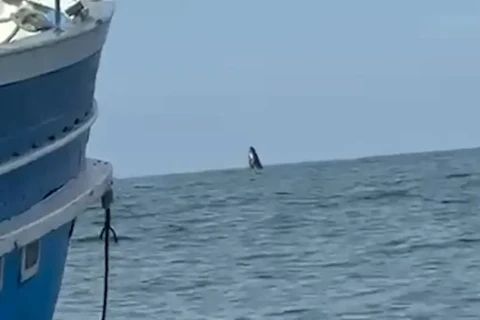 Vídeo: Baleia é flagrada em Guaratuba