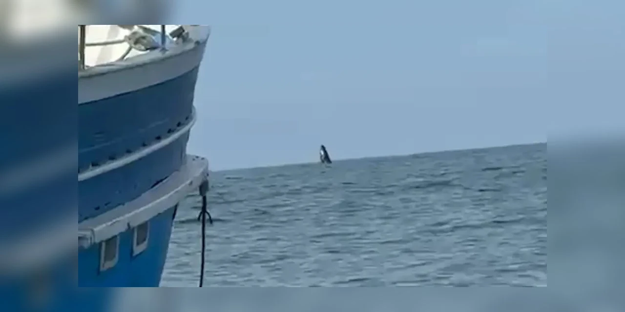 Vídeo: Baleia é flagrada em Guaratuba