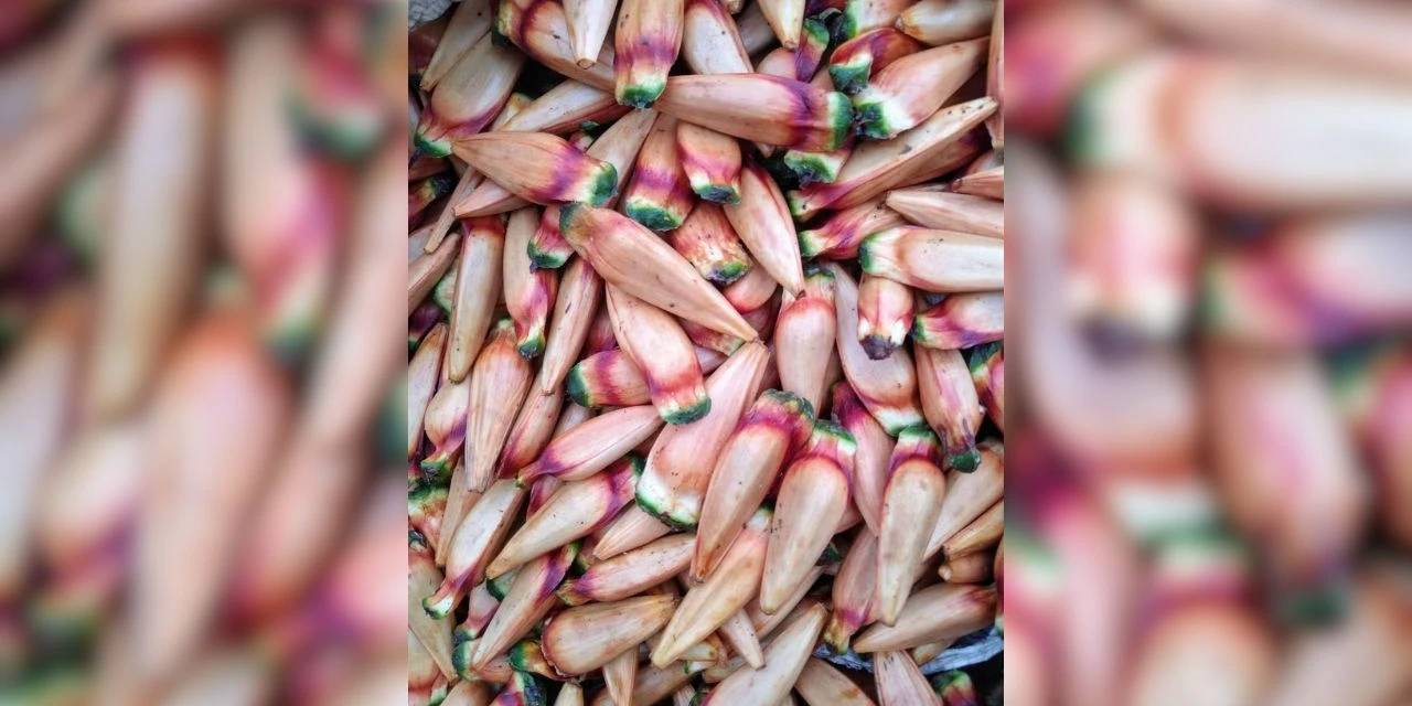 Especialistas alertam que pinhão verde pode ser tóxico para seres humanos