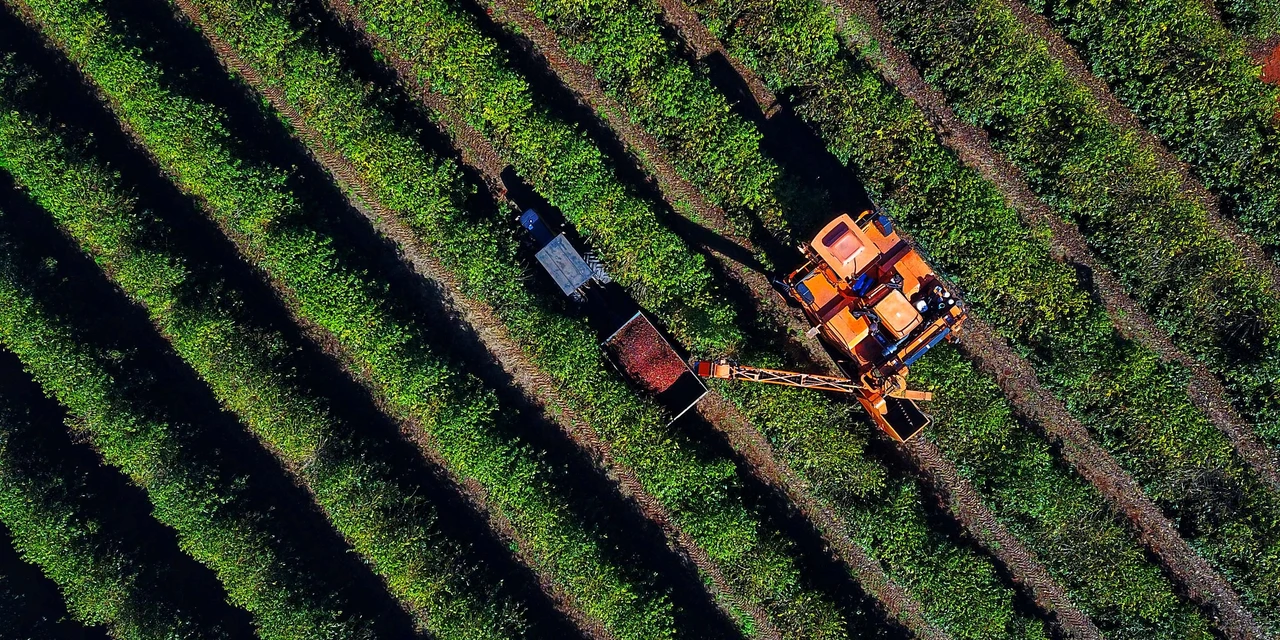 Colheita de café chega a 36% da previsão de 713 mil sacas no Paraná 