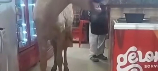 Cavalo invade pizzaria e deixa funcionários sem reação no interior do PR; veja vídeo