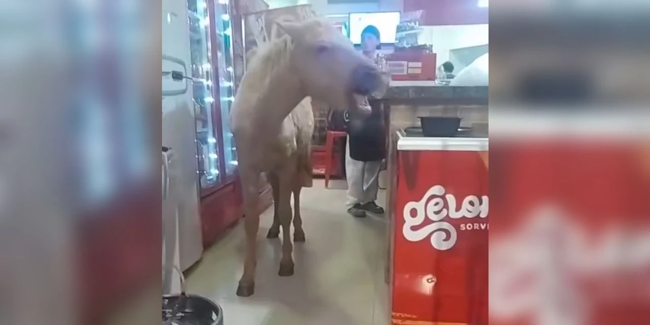Cavalo invade pizzaria e deixa funcionários sem reação no interior do PR; veja vídeo