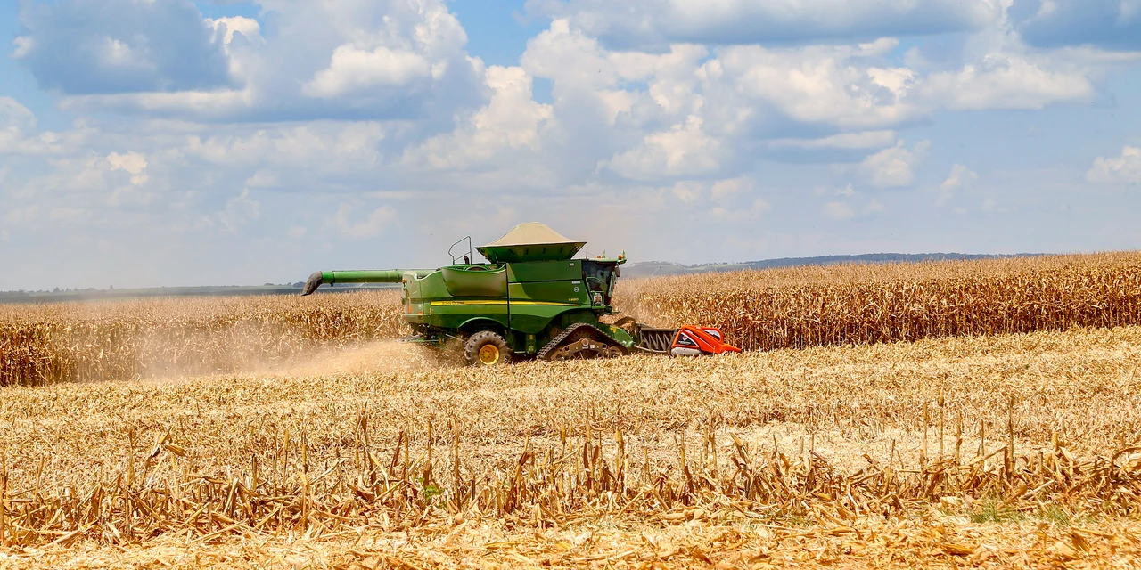 Segunda safra de milho paranaense pode superar 17 milhões de toneladas