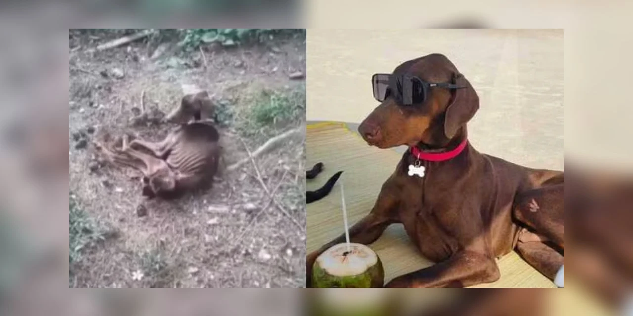 Após ser abandonado para morrer, cão dá a volta por cima e 'vive como rei'