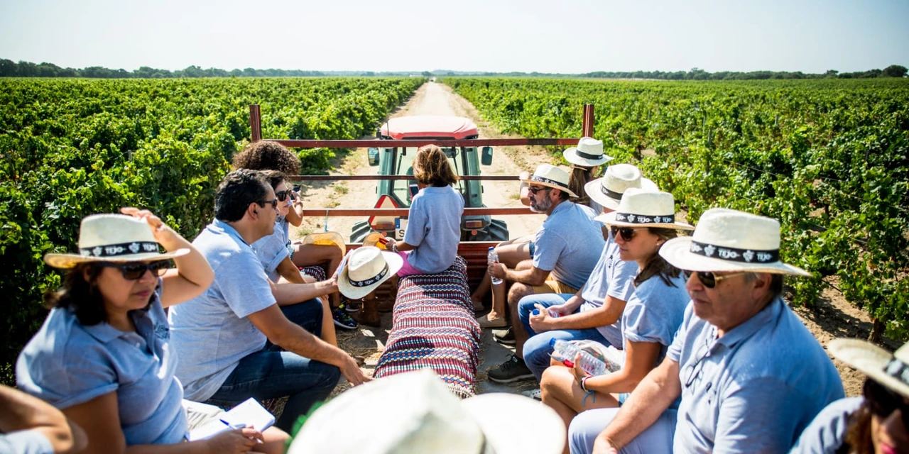 Vinhos & Viagens: 'Sete programas de vindimas na região dos Vinhos do Tejo entre agosto e setembro', por Patrícia Ecave