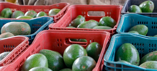 Boletim aponta que produção de abacate cresce mais de 90% no Paraná