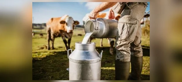 Simpósio do Leite irá reunir produtores rurais em Palmeira nesta sexta; confira como participar