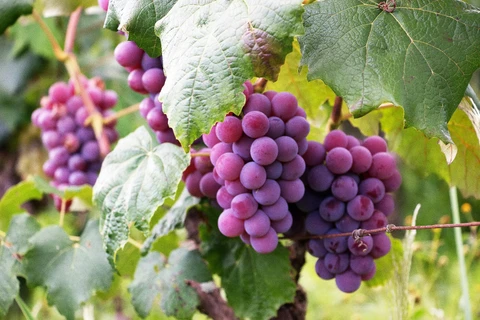 Vinhos & Viagens: ‘18ª Festa do Vinho e Mostra de Folclore terá apresentação de Paula Fernandes e outras atrações musicais’, por Patrícia Ecave