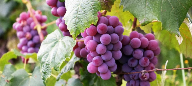 Vinhos & Viagens: ‘18ª Festa do Vinho e Mostra de Folclore terá apresentação de Paula Fernandes e outras atrações musicais’, por Patrícia Ecave