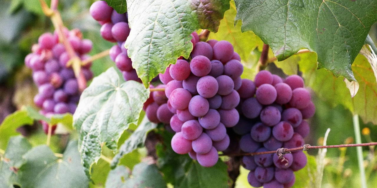 Vinhos & Viagens: ‘18ª Festa do Vinho e Mostra de Folclore terá apresentação de Paula Fernandes e outras atrações musicais’, por Patrícia Ecave