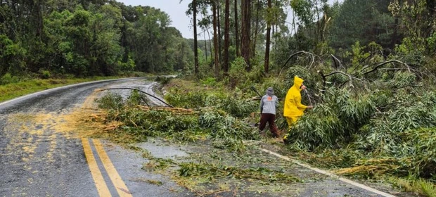 Temporal provoca queda de árvores e destelhamentos em Tibagi
