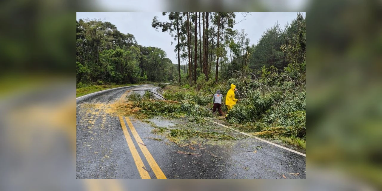 Temporal provoca queda de árvores e destelhamentos em Tibagi