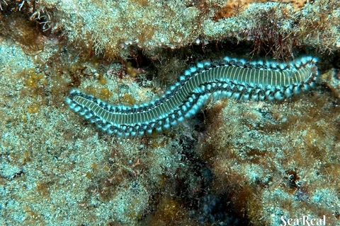 Pesquisadores apontam sério risco de extinção dos corais e algas marinhas