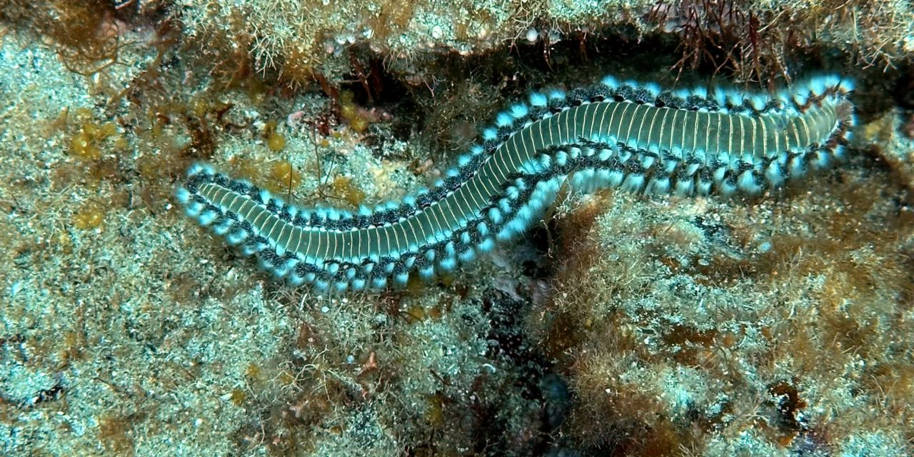 Pesquisadores apontam sério risco de extinção dos corais e algas marinhas