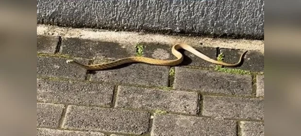 Cobra aparece em rua central de Castro e assusta moradores