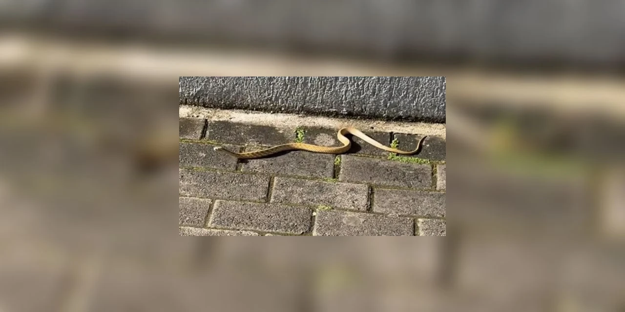 Cobra aparece em rua central de Castro e assusta moradores