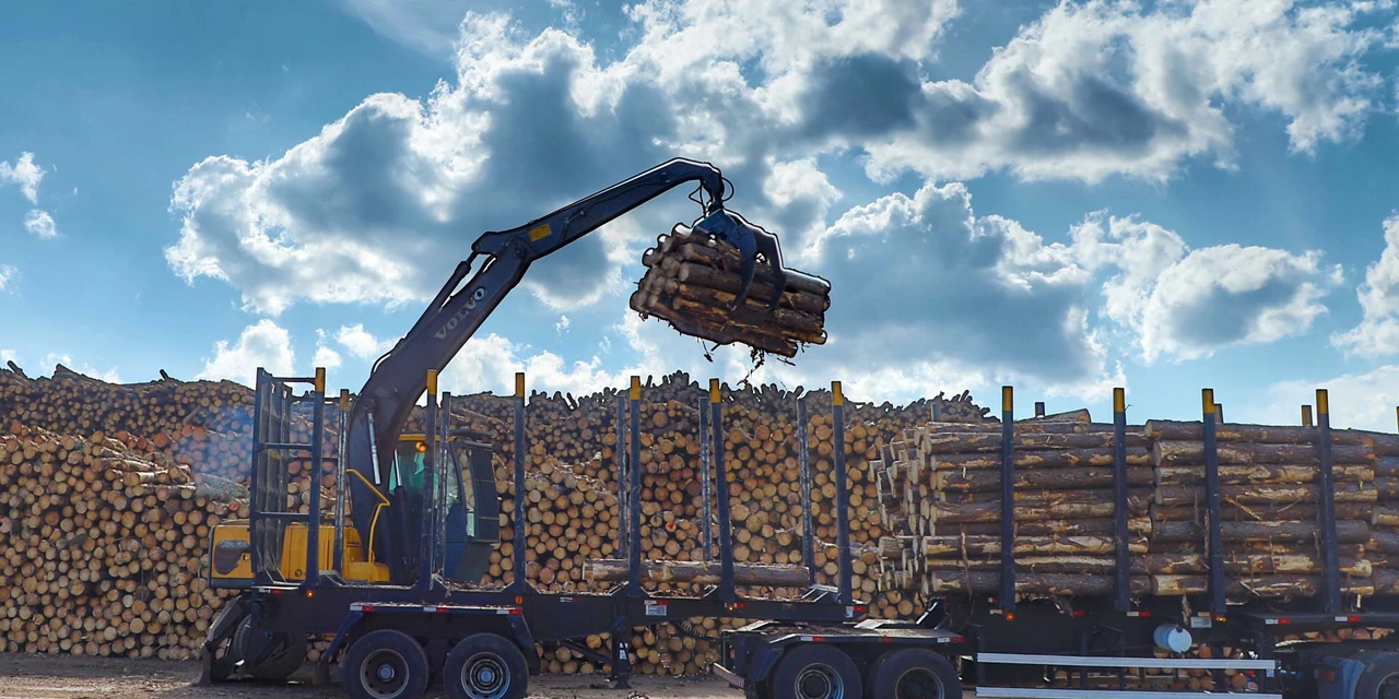 Municípios dos Campos Gerais figuram entre os maiores produtores do setor florestal do Brasil