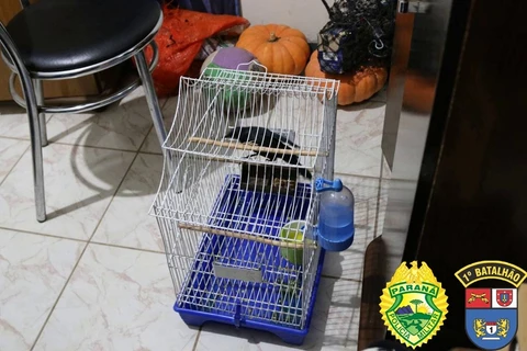 Imagem da Galeria