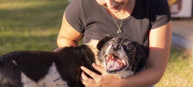 UEPG lança campanha de conscientização pelo direito dos animais