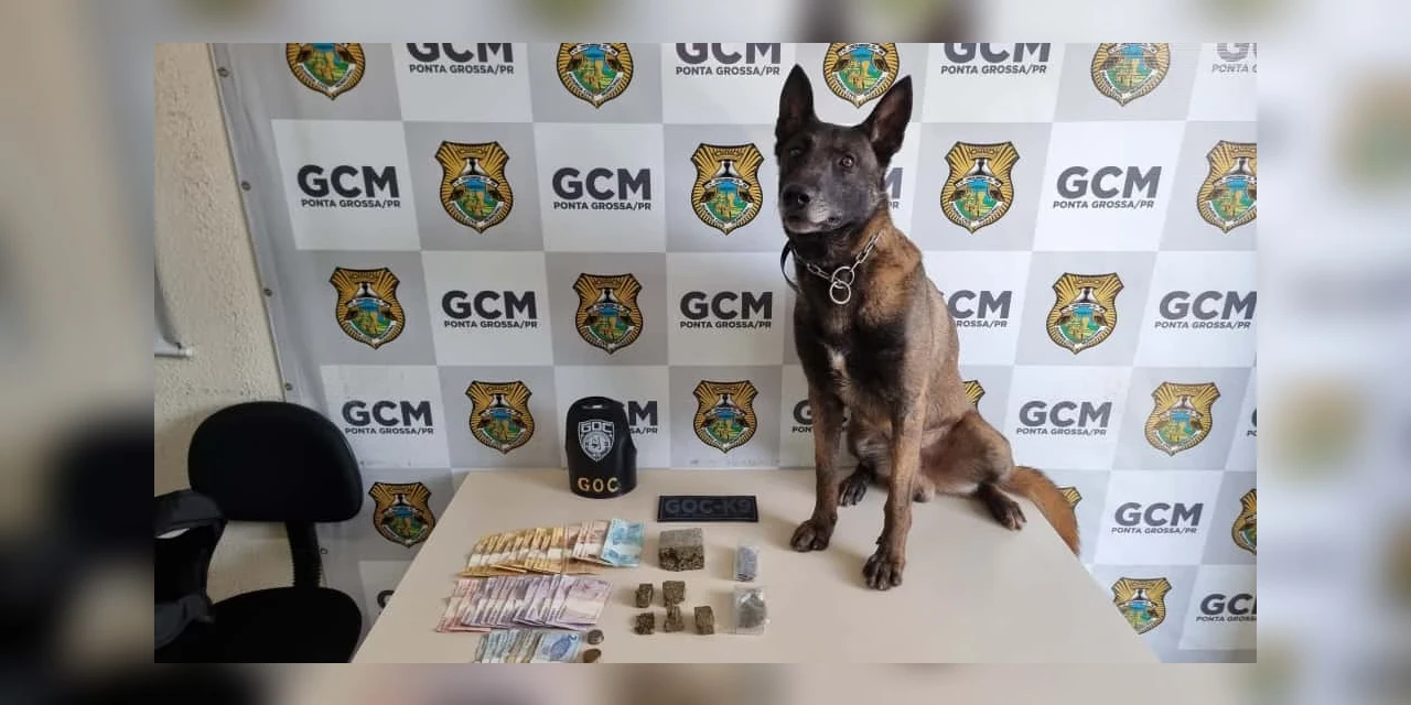 Com apoio do cão Bolt, GCM localiza drogas no Boa Vista