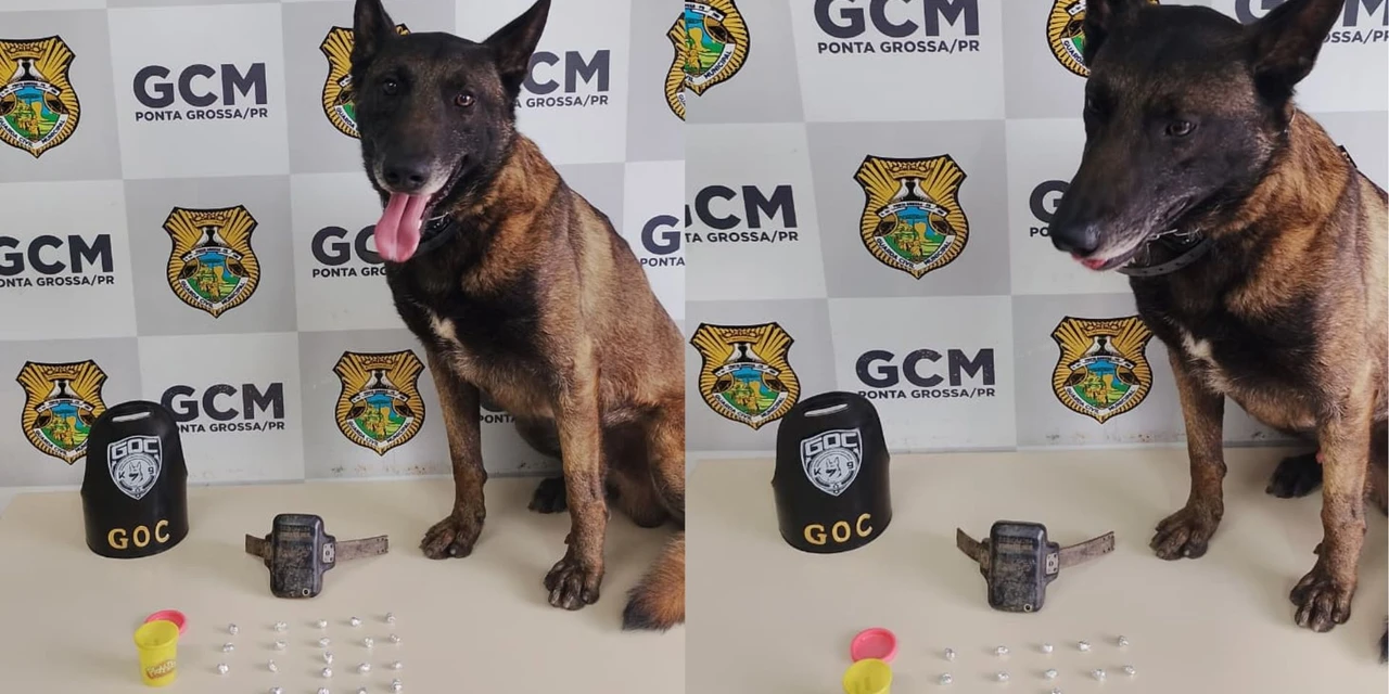Cão policial Bolt localiza drogas e tornozeleira eletrônica rompida em Ponta Grossa