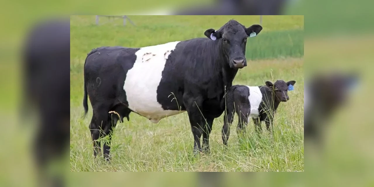 PM é acionada após boi e novilhas serem furtados em localidade rural da região