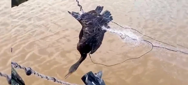 VÍDEO: Polícia Ambiental resgata ave enroscada em rede de pesca na região
