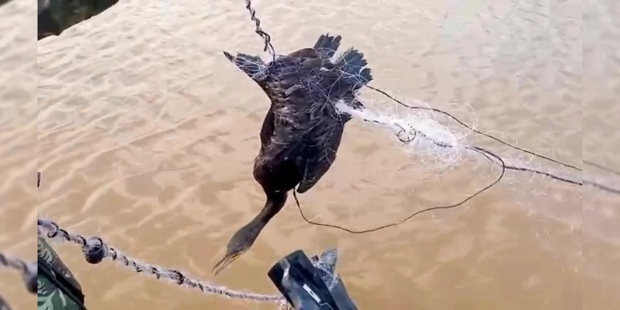 VÍDEO: Polícia Ambiental resgata ave enroscada em rede de pesca na região