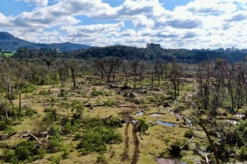 Fiscalização flagra destruição de mata nativa e aplica multa de mais de R$ 800 mil na região