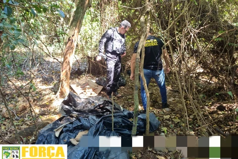 Reprodução