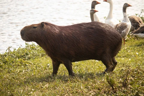 VÍDEO: Polícia Civil investiga morte de capivara na região do Lago de Olarias