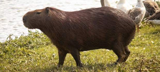 VÍDEO: Polícia Civil investiga morte de capivara na região do Lago de Olarias