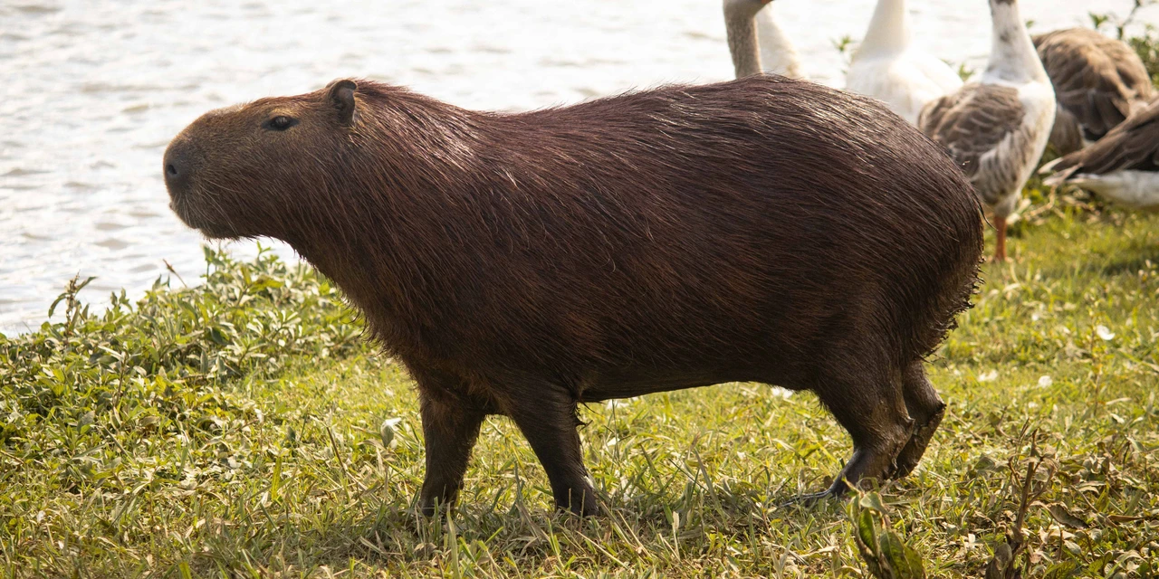 VÍDEO: Polícia Civil investiga morte de capivara na região do Lago de Olarias
