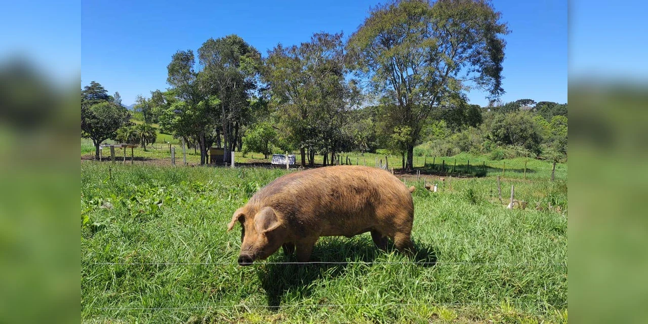 Indivíduo invade residência, desliga a energia elétrica e furta porco na região