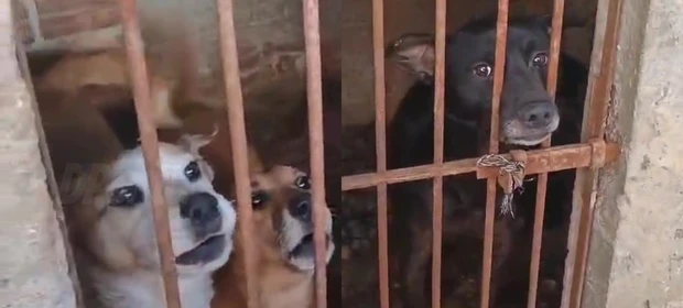VÍDEO: Polícia indicia tutora e resgata sete cães em situação de maus-tratos em PG