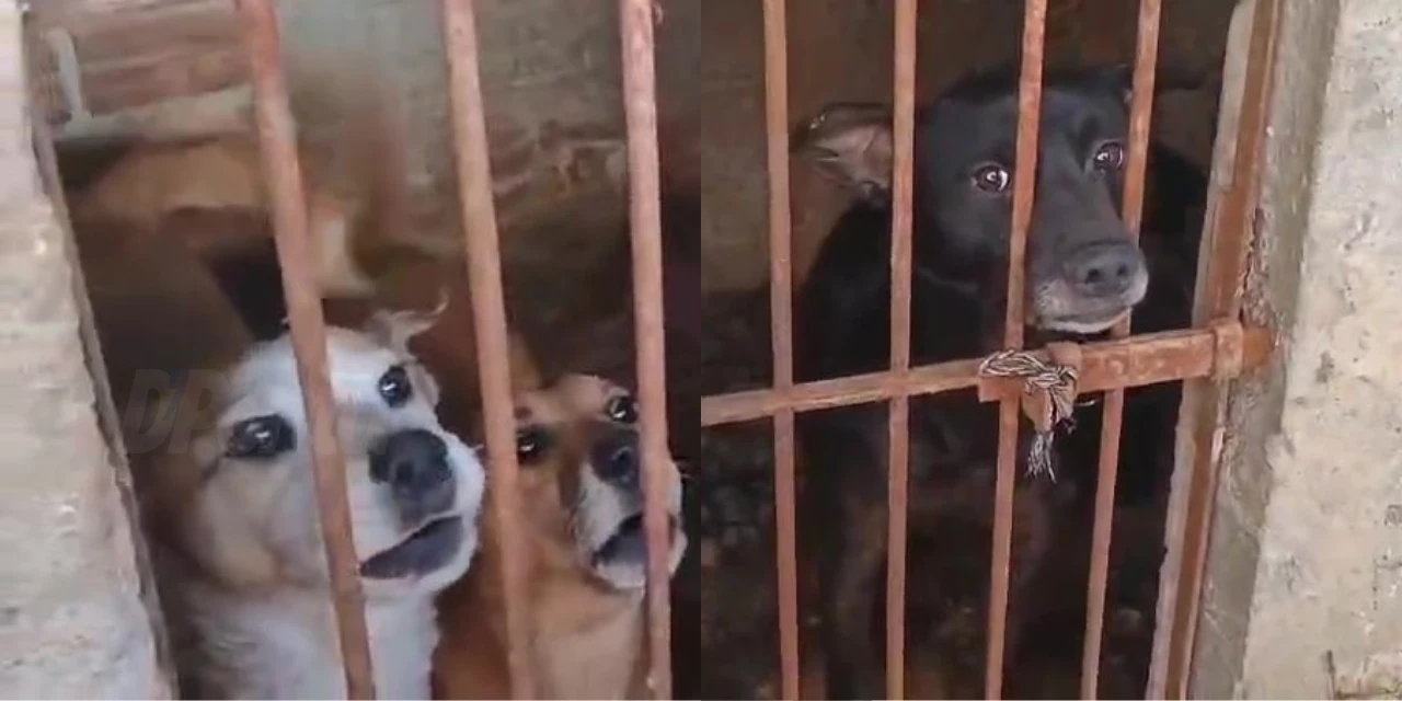 VÍDEO: Polícia indicia tutora e resgata sete cães em situação de maus-tratos em PG