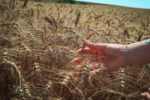 Tibagi mantém liderança na produção de trigo nos Campos Gerais 