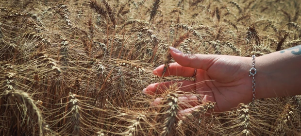 Tibagi mantém liderança na produção de trigo nos Campos Gerais 