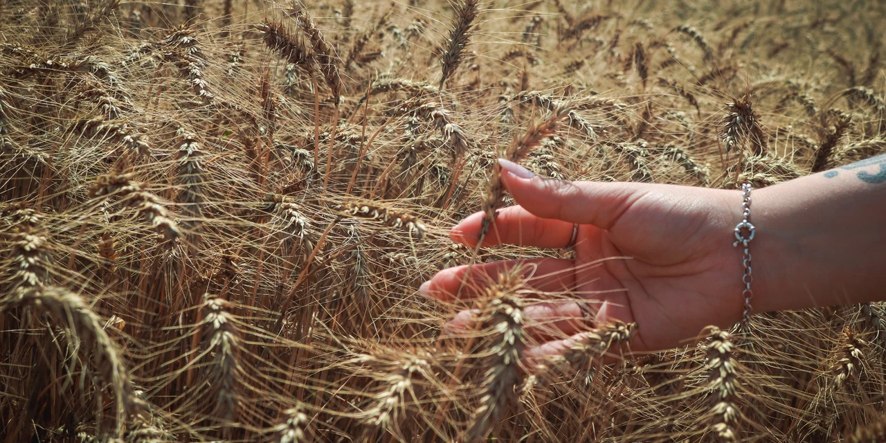 Tibagi mantém liderança na produção de trigo nos Campos Gerais 
