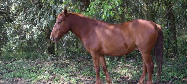 Cavalos são furtados no Crar de Ponta Grossa e Prefeitura deve acelerar modernização