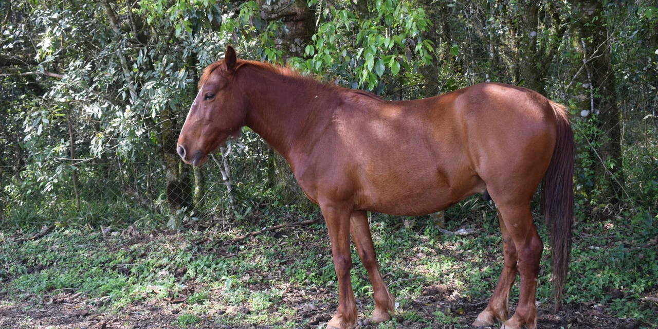 Cavalos são furtados no Crar de Ponta Grossa e Prefeitura deve acelerar modernização
