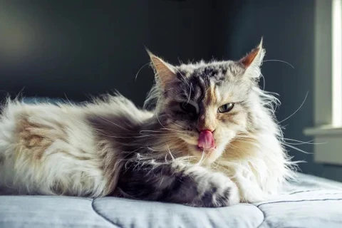 Coluna Draft: 'O Gato comeu sua Língua?', por Edgar Talevi