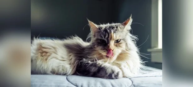 Coluna Draft: 'O Gato comeu sua Língua?', por Edgar Talevi