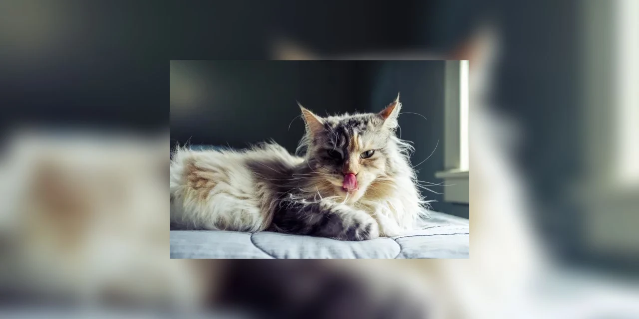 Coluna Draft: 'O Gato comeu sua Língua?', por Edgar Talevi