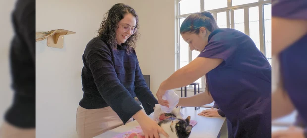 Pesquisa desenvolvida na UEPG ajuda a tratar feridas em animais