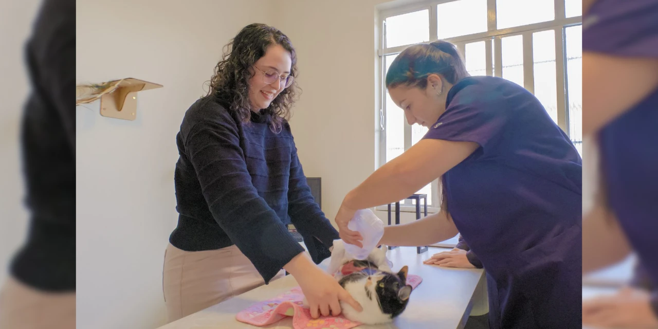 Pesquisa desenvolvida na UEPG ajuda a tratar feridas em animais