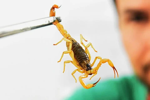 Presença de escorpiões-amarelos na Vila Cipa deixa autoridades em alerta